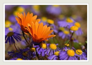 namkwaland blomme - Namaqualand flowers